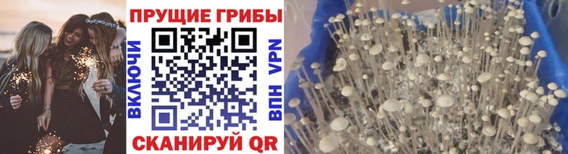 Псилоцибиновые грибы прущие грибы  наркошоп  Алейск 